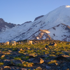 Mount Rainier Photography Goats Grazing.jpg Mount Rainier Sunrise Side Photography. Open a relatively short season each year, many consider this side of the Park to be the best hiking and views. Hopefully...