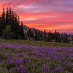 Mount Rainier Photography Meadows Sunrise.jpg