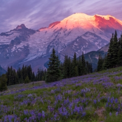 Mount Rainier Photography Morning Alpenglow Meadows.jpg Mount Rainier Sunrise Side Photography. Open a relatively short season each year, many consider this side of the Park to be the best hiking and views. Hopefully...