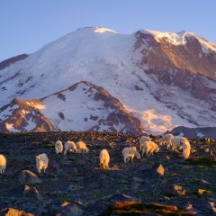 Mount Rainier Photography Mountain Goats Dusk Light.jpg