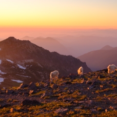 Mount Rainier Sunrise Side Photography