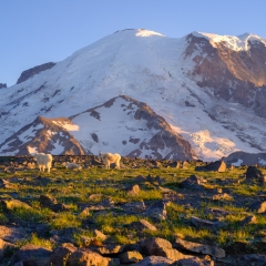 Mount Rainier Photography Mountain Goats.jpg Mount Rainier Sunrise Side Photography. Open a relatively short season each year, many consider this side of the Park to be the best hiking and views. Hopefully...