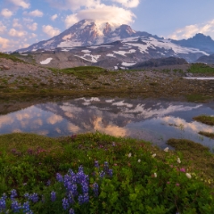 Mount Rainier Photography Reflection in a small Tarn.jpg