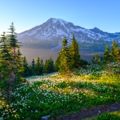 Mount Rainier Photography Sunlit Avalanche Lillies