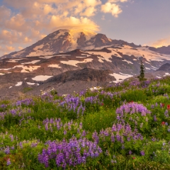 Mount Rainier Photography Sunrise Wildflowers Bunch.jpg