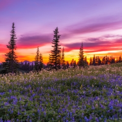 Mount Rainier Photography Sunset Flower Meadows.jpg