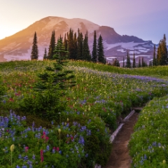 Mount Rainier Wildflowers Photography