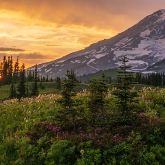 Mount Rainier Photography Wildflowers Pano Sunset.jpg