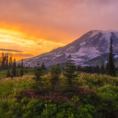 Mount Rainier Photography Wildflowers Sunset Panorama wider.jpg