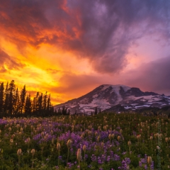 Mount Rainier Photography Wildflowers Sunset Stormy Light.jpg