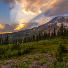 Mount Rainier Photography Wildflowers Sunset Sun Rays Light.jpg