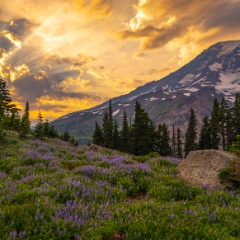 Mount Rainier Photography Wildflowers Sunset Sunrays.jpg
