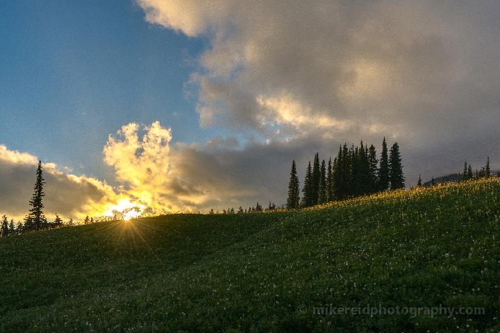 Rainier Flower Meadows Sunstar 