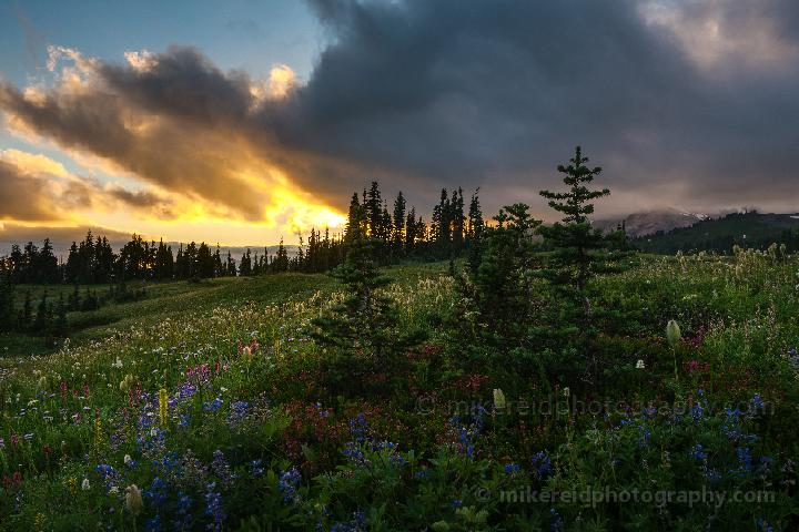 Rainier flower Landscape Dramatic Clouds Sunset 