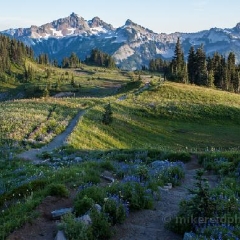 Down the Skyline Trail To order a print please email me at  Mike Reid Photography : rainier, mount rainier, rainier national park, washington state, northwest photography, northwest images, wildflowers, mountain, volcano, lake tipsoo, reflection lakes, sunset, sunrise, lupine
