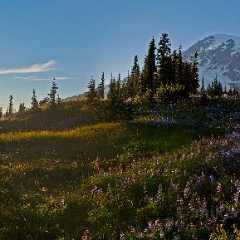 Mazama Wildflower Rainier  Panorama To order a print please email me at  Mike Reid Photography : rainier, mount rainier, rainier national park, washington state, northwest photography, northwest images, wildflowers, mountain, volcano, lake tipsoo, reflection lakes, sunset, sunrise, lupine