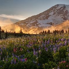 Mount Rainier Sunset Wildflower Meadows To order a print please email me at  Mike Reid Photography : rainier, mount rainier, rainier national park, washington state, northwest photography, northwest images, wildflowers, mountain, volcano, lake tipsoo, reflection lakes, sunset, sunrise, lupine
