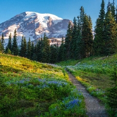 Rainier Flower Trails to the Mountain To order a print please email me at  Mike Reid Photography : rainier, mount rainier, rainier national park, washington state, northwest photography, northwest images, wildflowers, mountain, volcano, lake tipsoo, reflection lakes, sunset, sunrise, lupine