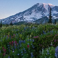 Rainier Wildflowers Meadows Panorama To order a print please email me at  Mike Reid Photography