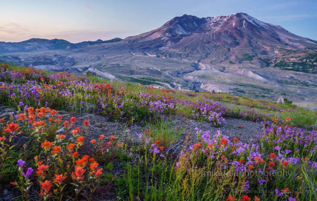 Mount St Helens Wildflowers 