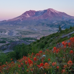 Mount St Helens Fields of Paintbrush Flowers To order a print please email me at  Mike Reid Photography