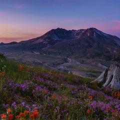 Mount St Helens Springs Renewal To order a print please email me at  Mike Reid Photography