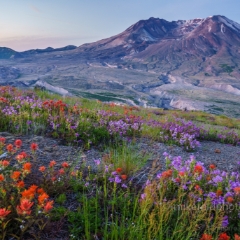 Mount St Helens Wildflowers To order a print please email me at  Mike Reid Photography