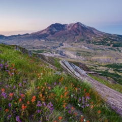 Spring at Mount St Helens To order a print please email me at  Mike Reid Photography