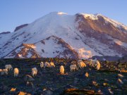 Mount Rainier Photography Mountain Goats Dusk Light
