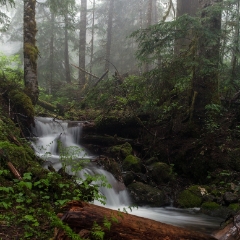 Foggy Mount Baker Stream To order a print please email me at  Mike Reid Photography : Falls, waterfalls, oregon waterfalls, washington waterfalls, northwest waterfalls, stream, horsetail, multnomah, lewis, landscape, palouse, waterfall stream, moss, ferns, rainier waterfalls