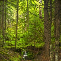 Forest Stream Northwest To order a print please email me at  Mike Reid Photography : Falls, waterfalls, oregon waterfalls, washington waterfalls, northwest waterfalls, stream, horsetail, multnomah, lewis, landscape, palouse, waterfall stream, moss, ferns, rainier waterfalls