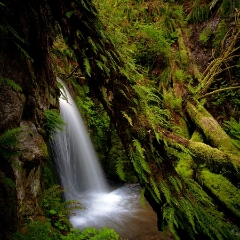 Grove of Life Ferns To order a print please email me at  Mike Reid Photography : Falls, waterfalls, oregon waterfalls, washington waterfalls, northwest waterfalls, stream, horsetail, multnomah, lewis, landscape, palouse, waterfall stream, moss, ferns, rainier waterfalls