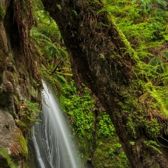 Grove of Life Waterfall To order a print please email me at  Mike Reid Photography : Falls, waterfalls, oregon waterfalls, washington waterfalls, northwest waterfalls, stream, horsetail, multnomah, lewis, landscape, palouse, waterfall stream, moss, ferns, rainier waterfalls