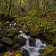 Leaves on Moss Creek To order a print please email me at  Mike Reid Photography : Falls, waterfalls, oregon waterfalls, washington waterfalls, northwest waterfalls, stream, horsetail, multnomah, lewis, landscape, palouse, waterfall stream, moss, ferns, rainier waterfalls