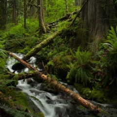 Lush Waterfall Stream Landscape To order a print please email me at  Mike Reid Photography : Falls, waterfalls, oregon waterfalls, washington waterfalls, northwest waterfalls, stream, horsetail, multnomah, lewis, landscape, palouse, waterfall stream, moss, ferns, rainier waterfalls