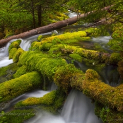 Mossy Logs To order a print please email me at  Mike Reid Photography : Falls, waterfalls, oregon waterfalls, washington waterfalls, northwest waterfalls, stream, horsetail, multnomah, lewis, landscape, palouse, waterfall stream, moss, ferns, rainier waterfalls
