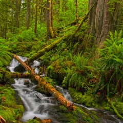 Mount Baker Forest Scene To order a print please email me at  Mike Reid Photography : Falls, waterfalls, oregon waterfalls, washington waterfalls, northwest waterfalls, stream, horsetail, multnomah, lewis, landscape, palouse, waterfall stream, moss, ferns, rainier waterfalls