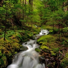Serene Forest Water Creek Flow To order a print please email me at  Mike Reid Photography : Falls, waterfalls, oregon waterfalls, washington waterfalls, northwest waterfalls, stream, horsetail, multnomah, lewis, landscape, palouse, waterfall stream, moss, ferns, rainier waterfalls