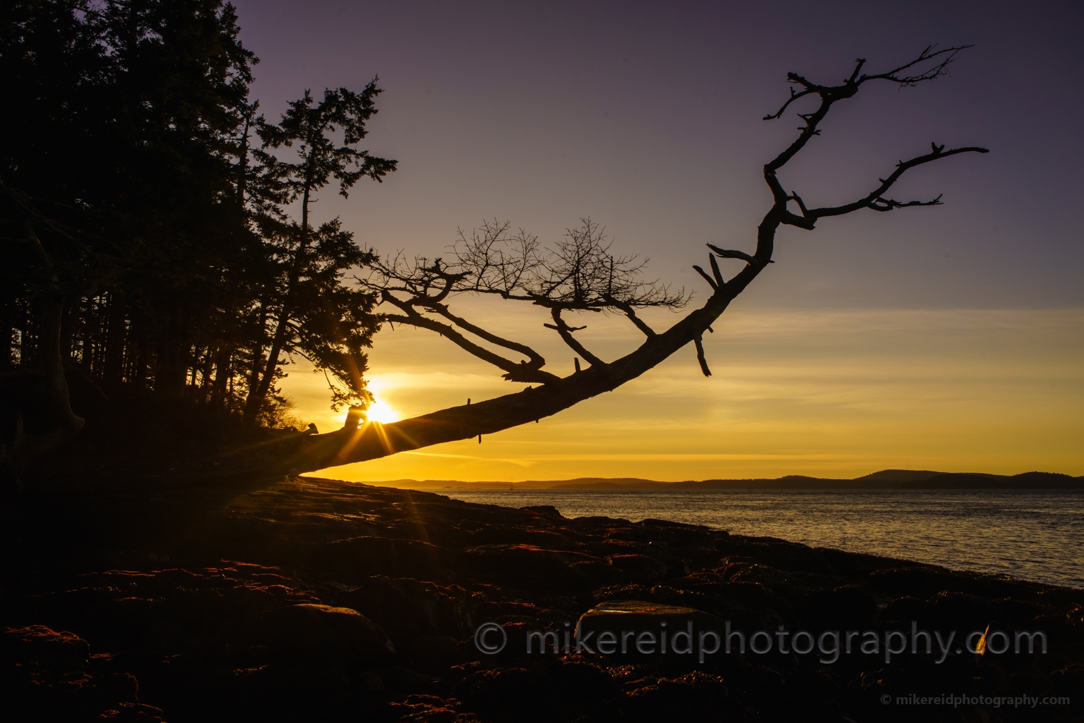 Anacortes Washington Park The Tree Sunstar 