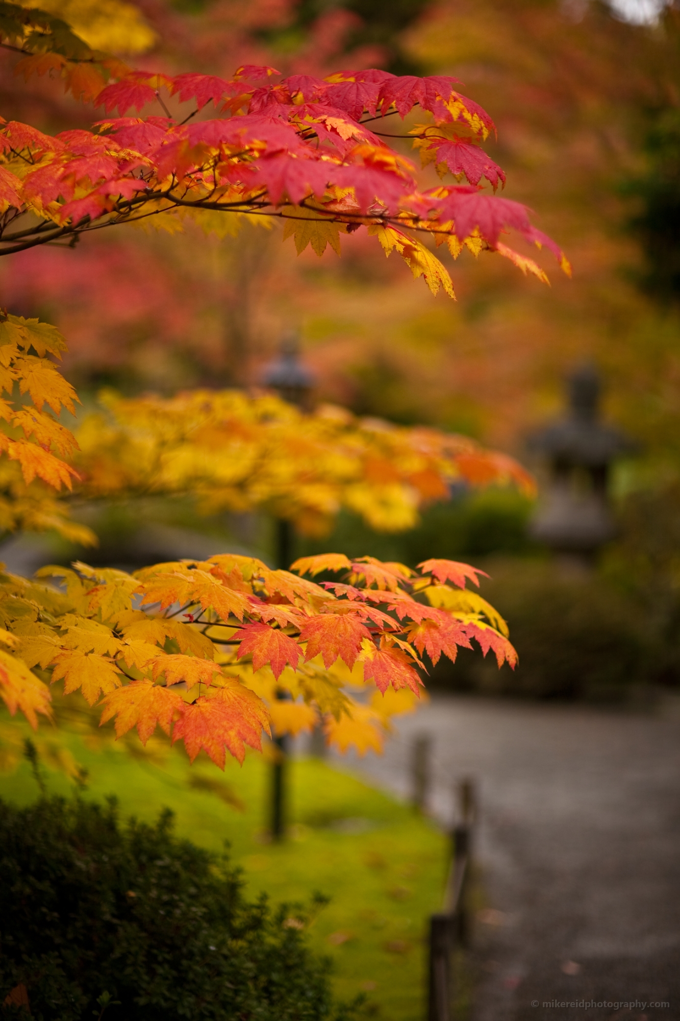 Autumn Leaf Layers 