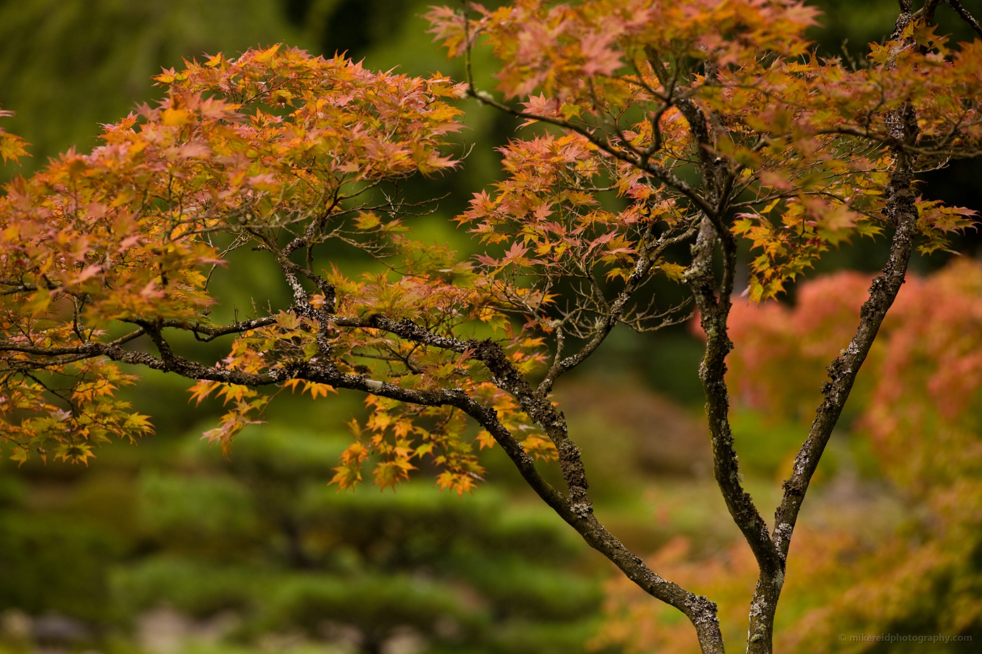 Leaves of Fall 