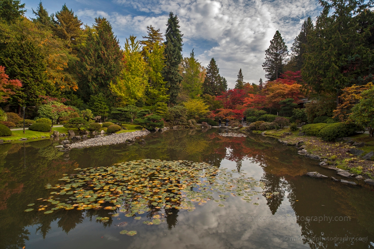 Pond and Lillies 