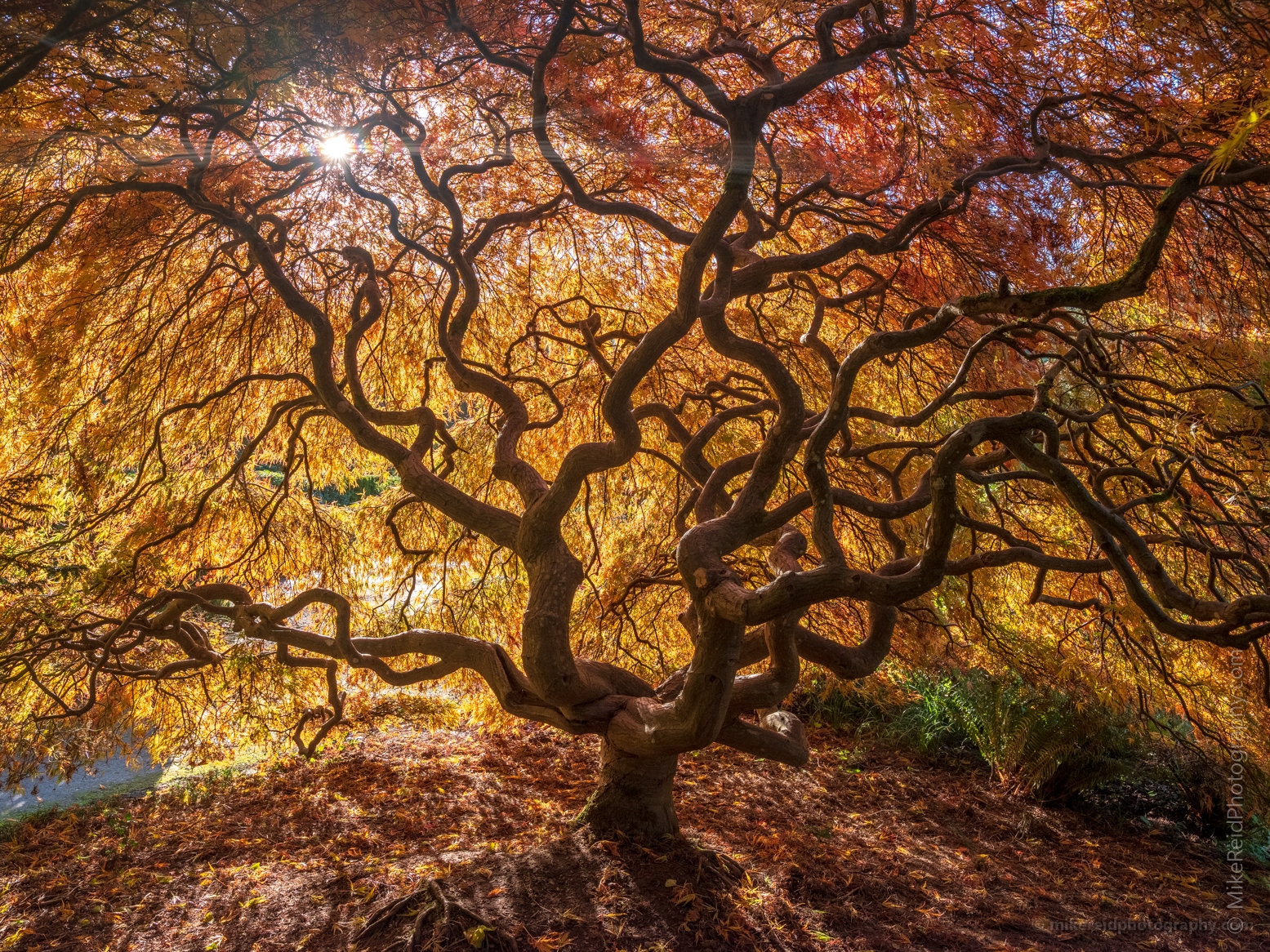 Seattle Kubota Japanese Garden Fall Colors Tangled Tree Sunstar 