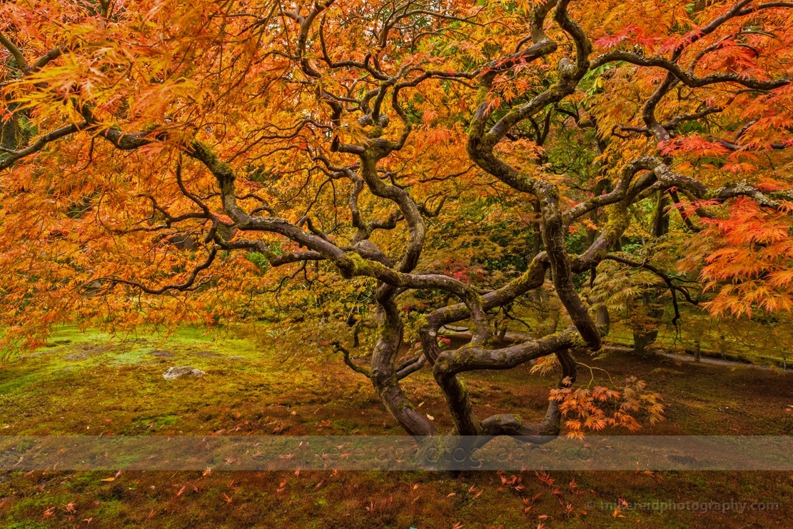 Japanese Red Maple Tree