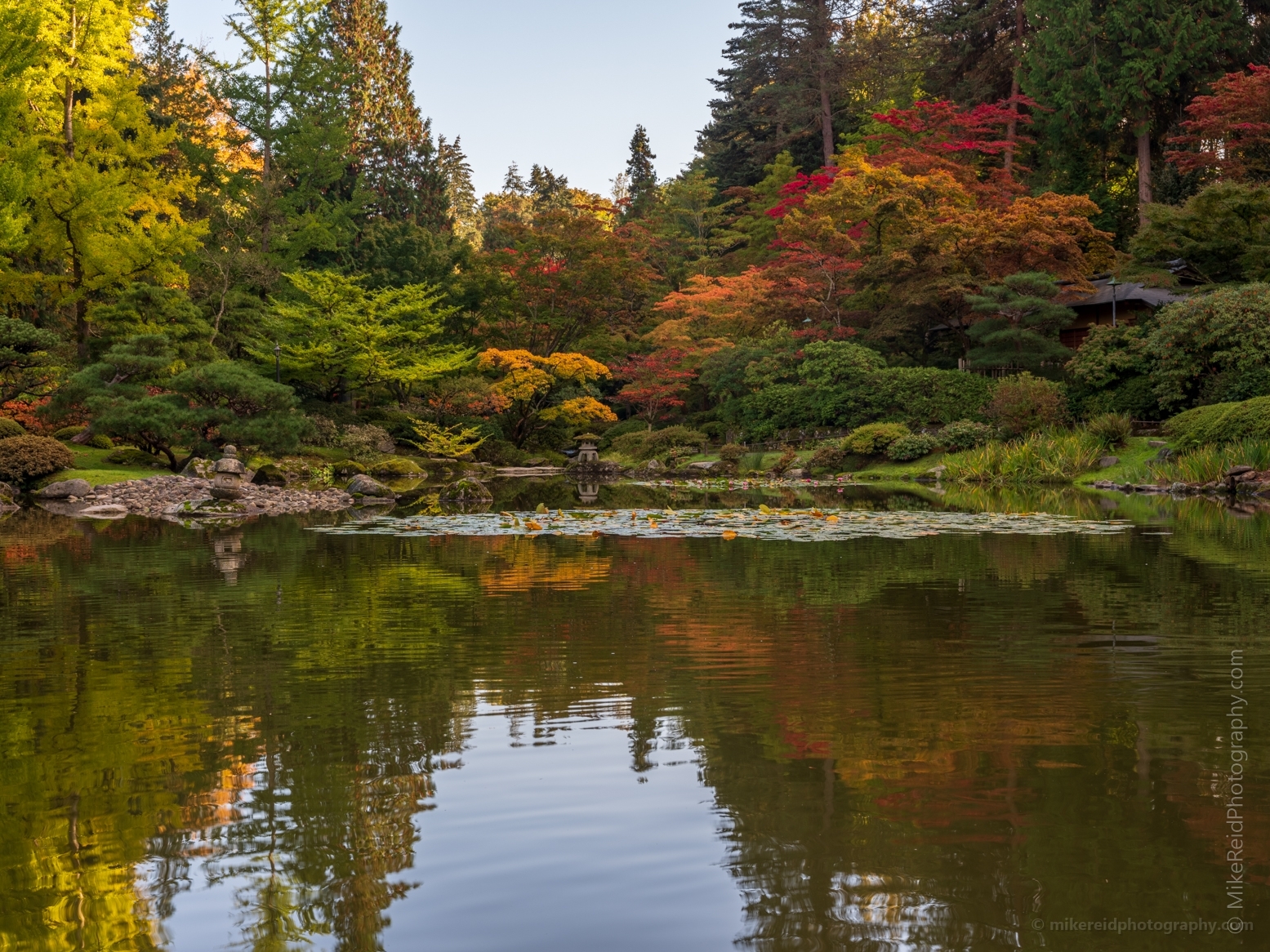 Seattle Japanese Garden Fall Colors Reflection