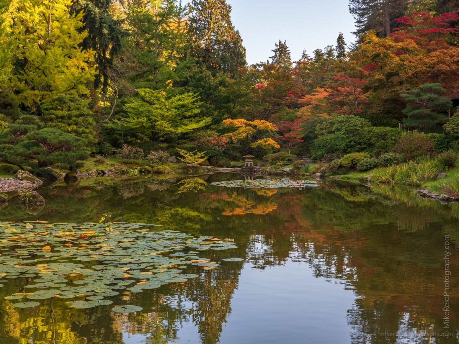 Seattle Japanese Garden Lillipad Reflection