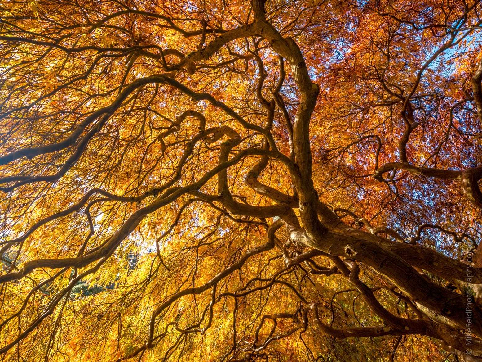 Seattle Kubota Japanese Garden Fall Colors Tangled Tree Branches