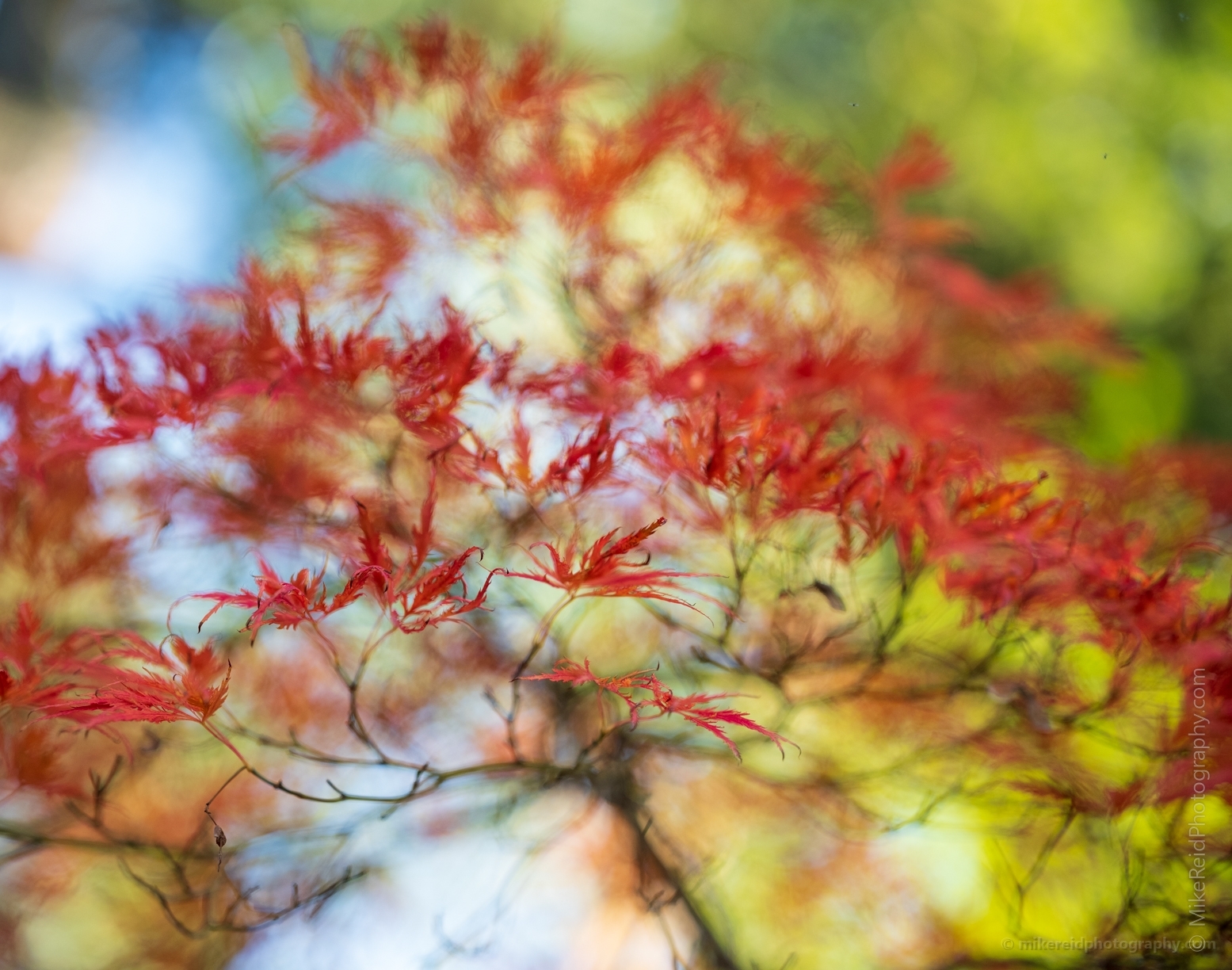 Seattle Kubota Japanese Garden Fall Colors Tangled Tree Flourish
