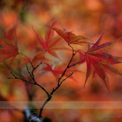 Acer Leaves Delicate To order a print please email me at  Mike Reid Photography : leaf, leaves, fall, fall colors, autumn, autumn colors, acer, japanese maples, botanical, abstract, bokeh, zeiss, macro, northwest, northwest images, canon, 85mm, 50mm, thin depth of field, reflection, pond