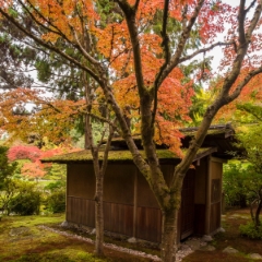 Japanese Fall House To order a print please email me at  Mike Reid Photography : leaf, leaves, fall, fall colors, autumn, autumn colors, acer, japanese maples, botanical, abstract, bokeh, zeiss, macro, northwest, northwest images, canon, 85mm, 50mm, thin depth of field, reflection, pond, seattle arboretum, japanese garden